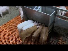 Отучать свиньи поголовья питаться фидеры борова нержавеющей стали оборудования