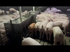 Фидер нержавеющей стали земледелия автоматический для ржавчины борова свиней анти-