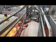 Свиноферма клеток клетей стальных свинeй горячего погружения гальванизированная поросясь